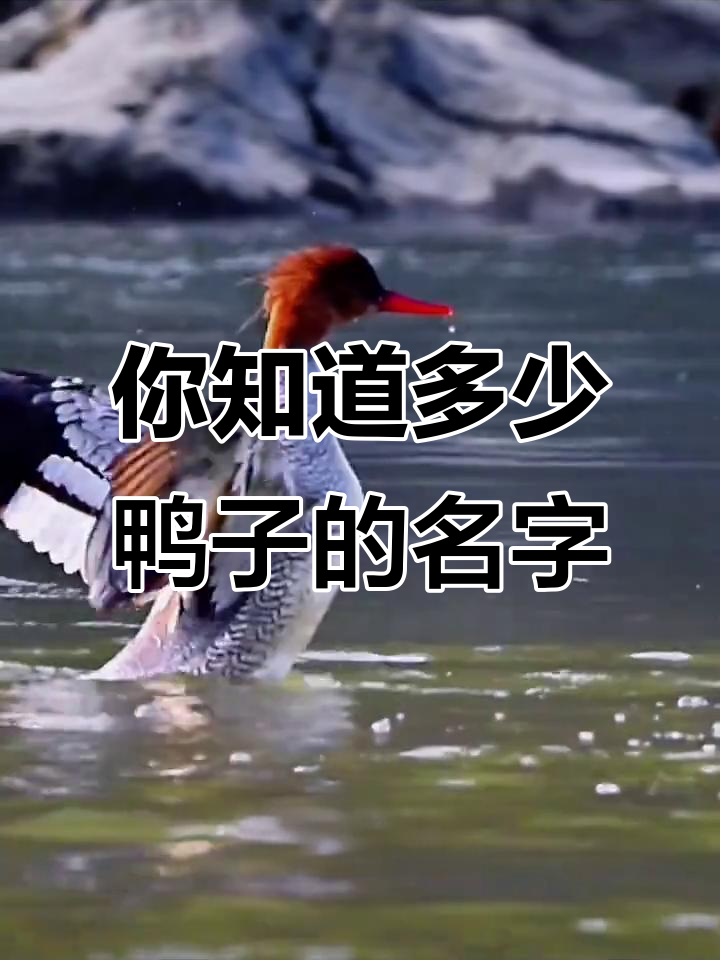 14种不同品种的鸭子，你认识几种？