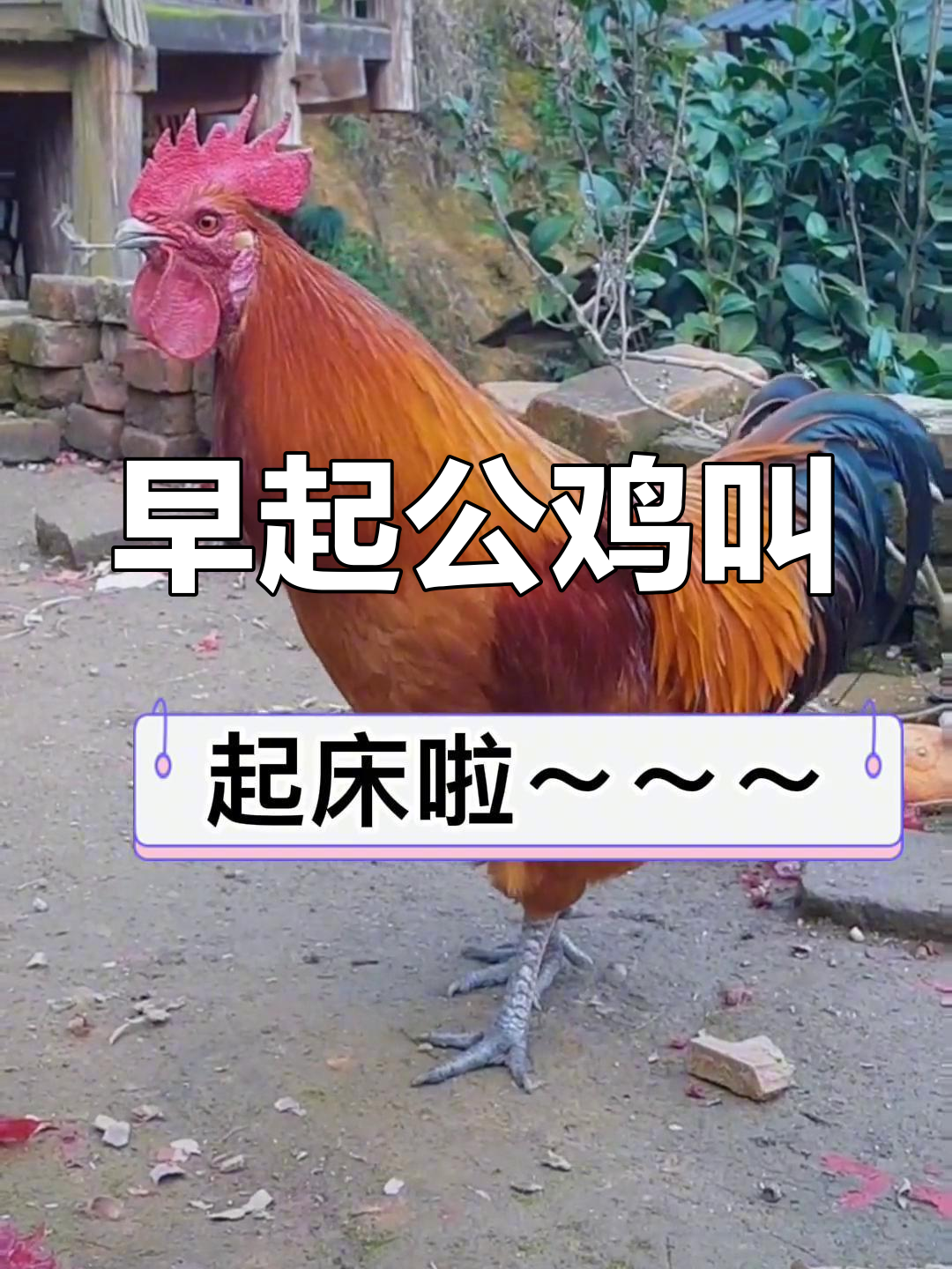 公鸡打鸣,起床不再难