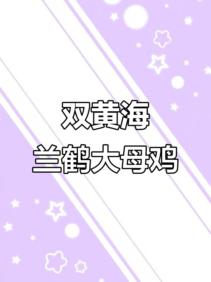 海兰褐蛋鸡:双黄高产,健康活泼,生态散养土鸡新选择