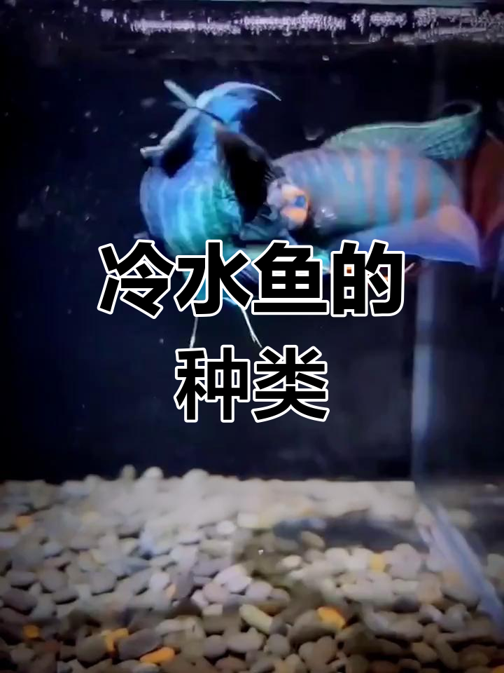 你养过哪些冷水鱼?还有更多推荐吗?