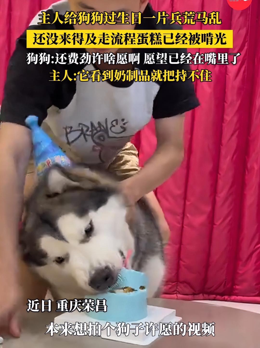 狗狗过生日还没来得及许愿蛋糕已经被啃光 狗狗:还费劲许啥愿啊,愿望已经在嘴里了(素材来源@