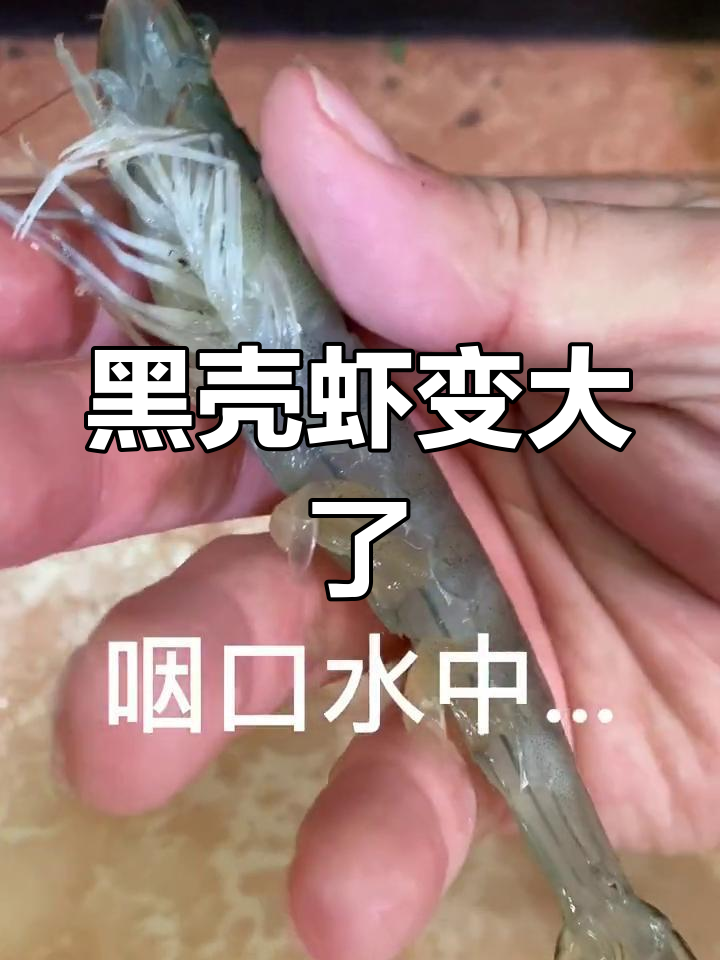 厨房惊现大虾,黑壳变异了怎么办?