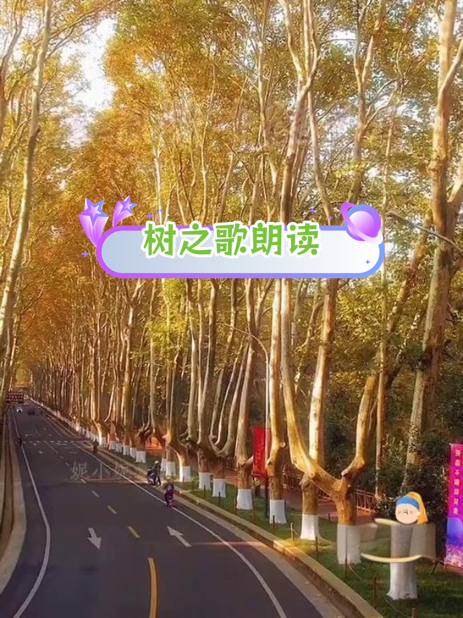 树木种类大揭秘,四季变化全解析