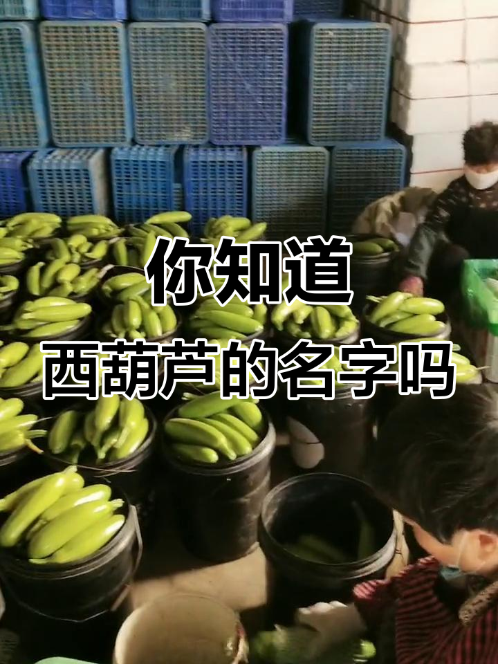 西葫芦的别名你知道吗?青岛叫茭瓜,潍坊称亚瓜