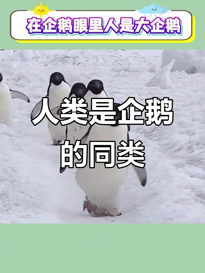 企鹅眼中的“大企鹅”是人类,南极公约规定不能摸它们