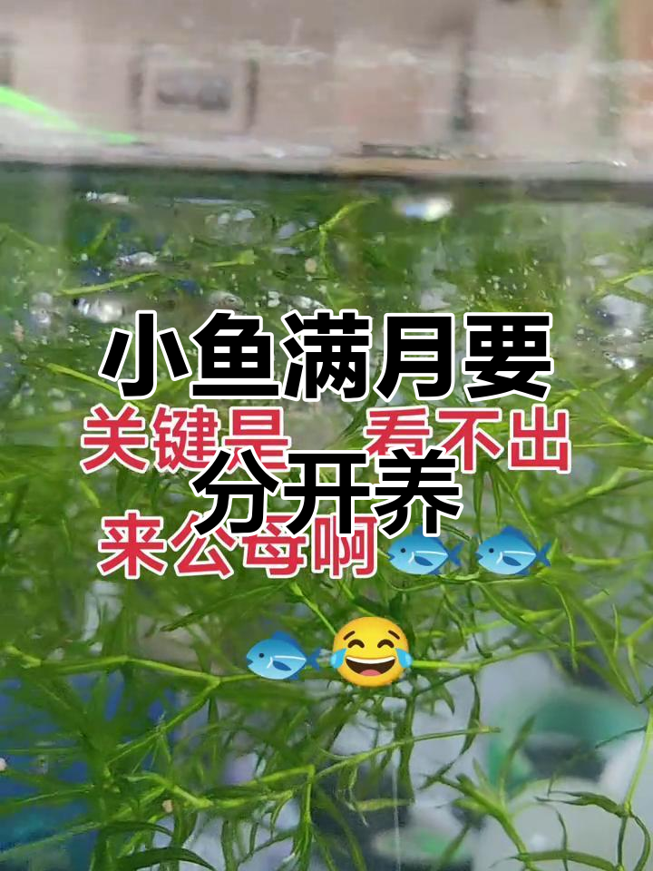 孔雀鱼苗满月后必须分缸,否则后果不堪设想