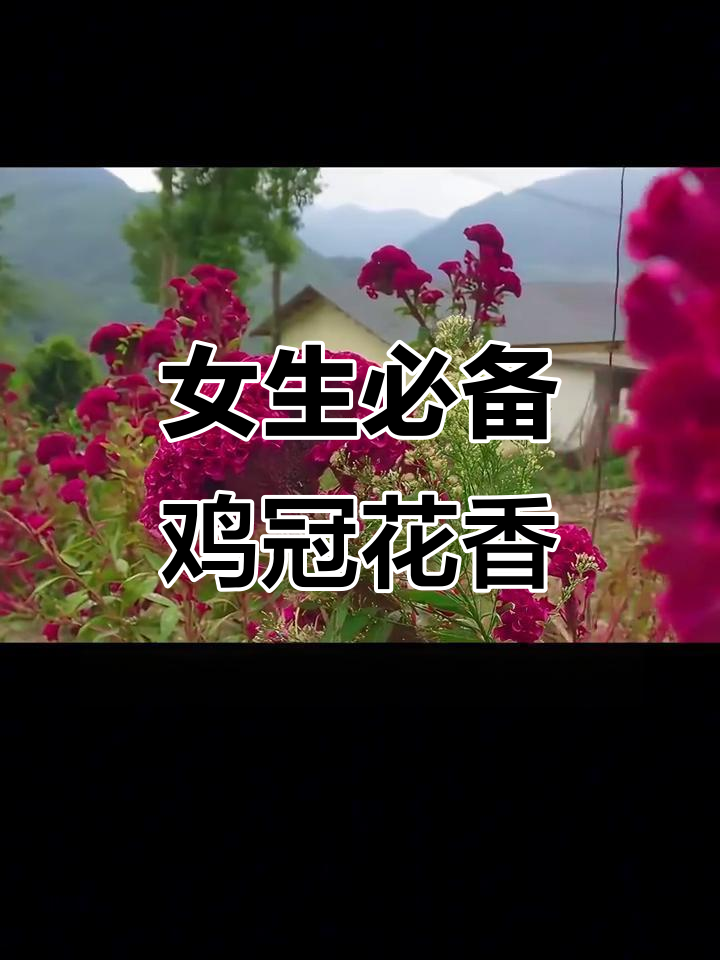 鸡冠花与女生的美丽邂逅,香气扑鼻的闺蜜之选