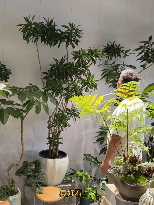 搬家第一次开火，搬家后第一次开火叫朋友过来吃饭，饭局上说好要送我一盆绿植，转头拎来一条斗鱼