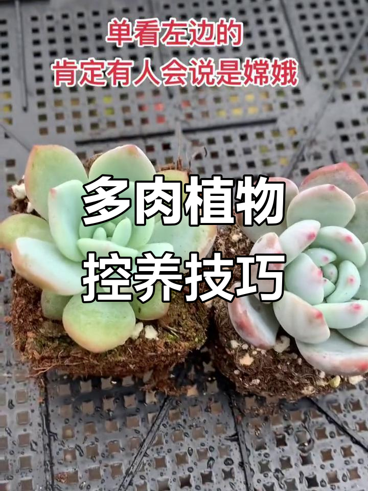 控氧与未控氧多肉植物的区别,水分和土壤是关键
