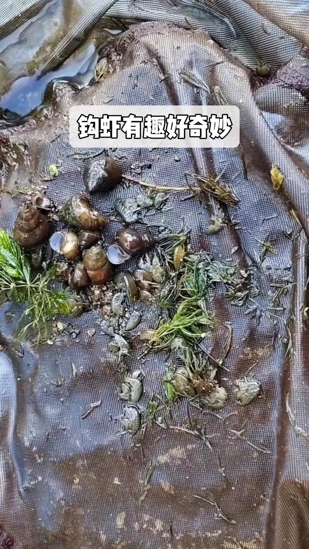 钩虾有趣好奇妙