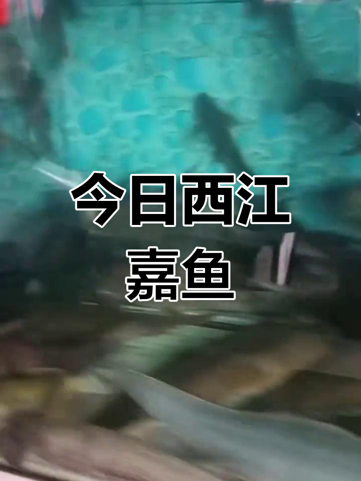 西江沙塔鱼,鲜美至极