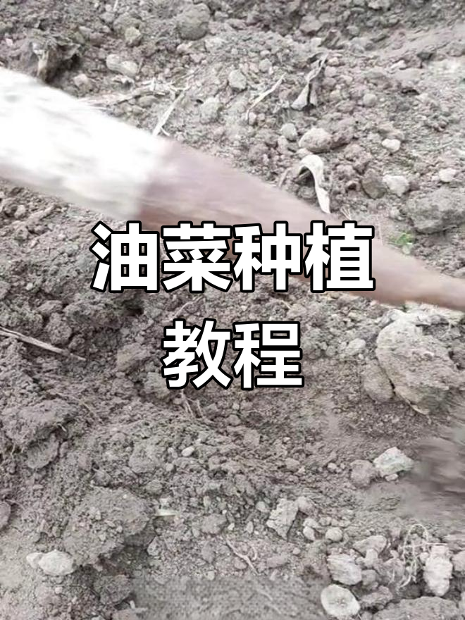 油菜种植全攻略:从撒籽到发芽,轻松掌握技巧