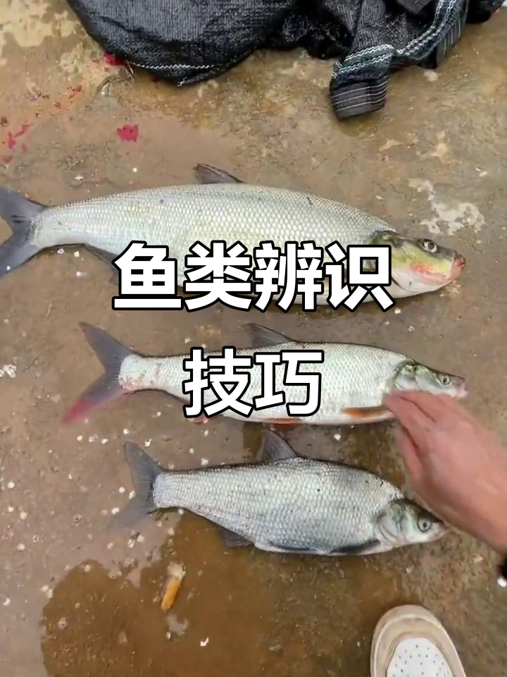今天钓到三种鱼,教你轻松辨别它们的外形差异!