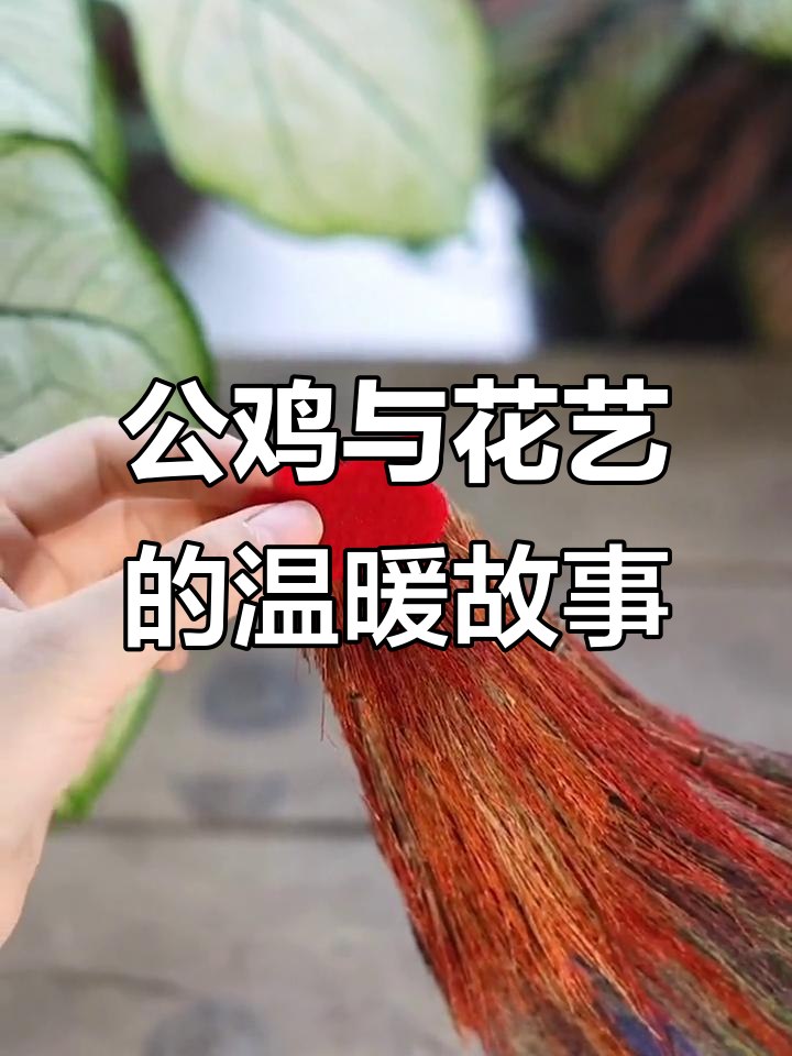 创意公鸡带来暖心笑容,花艺设计让生活更美好