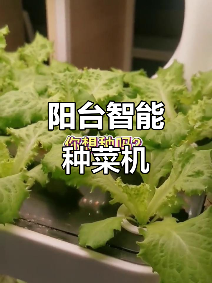 智能种菜机,无土栽培让蔬菜更轻松生长