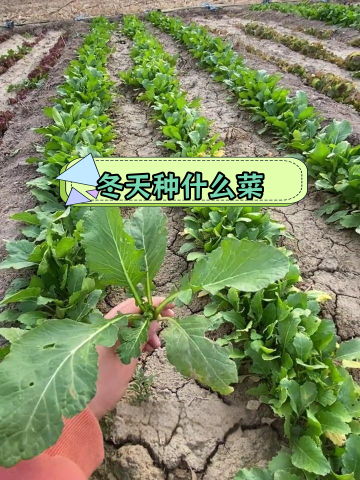 冬季蔬菜种植指南:耐寒品种推荐