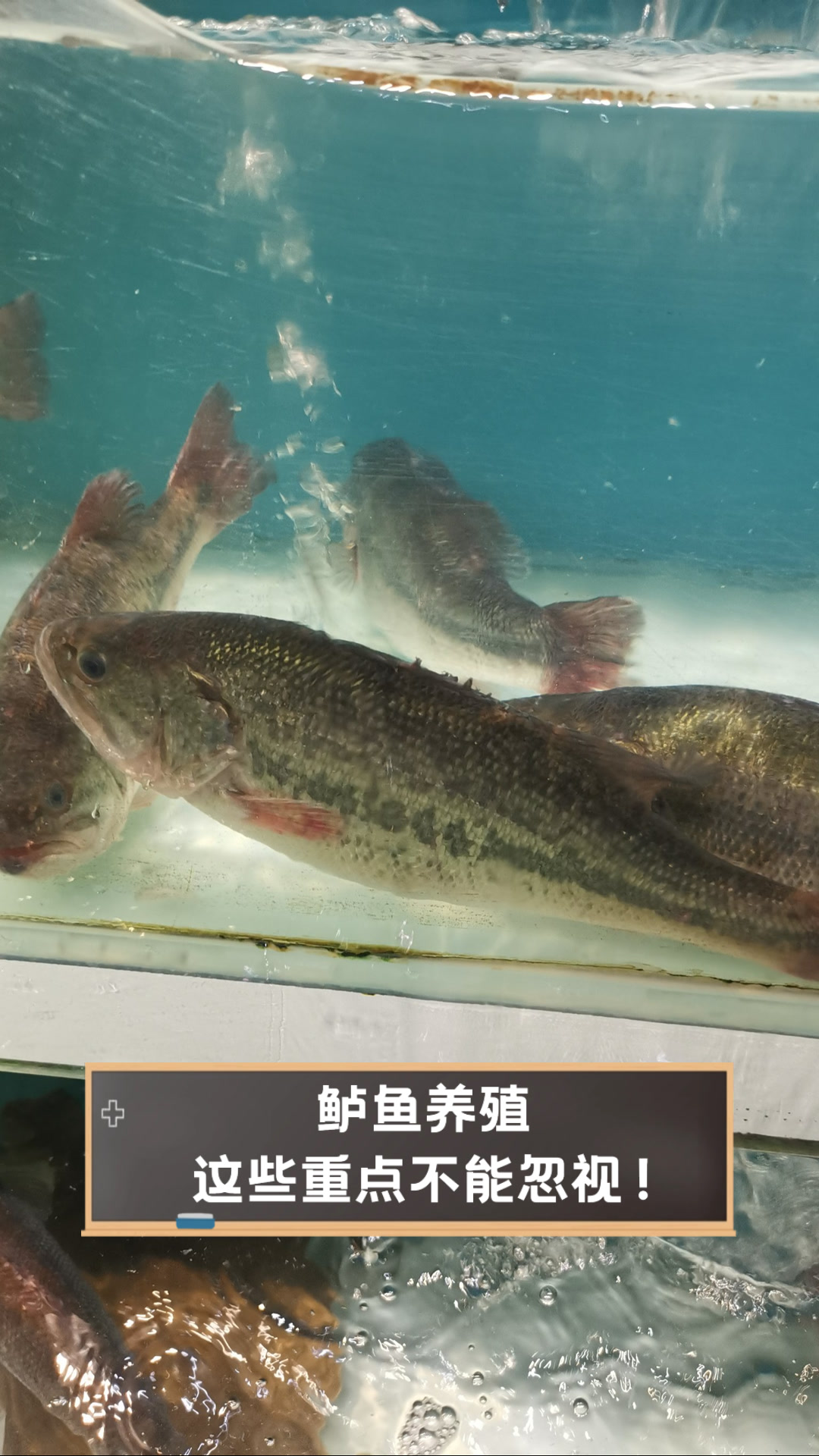 鲈鱼养殖,这些重点不能忽视!