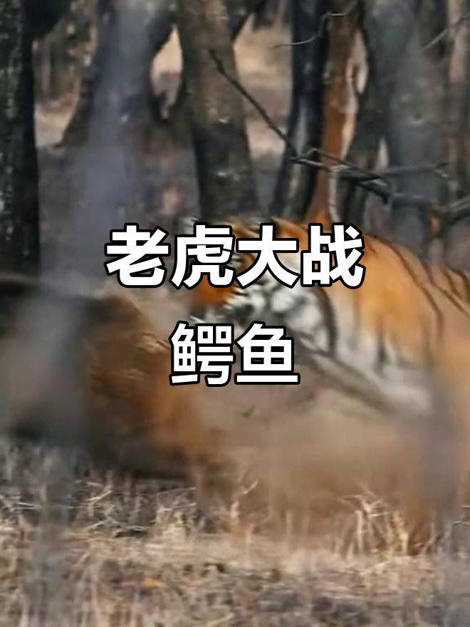 老虎与鳄鱼激战，狮子捕猎失败！