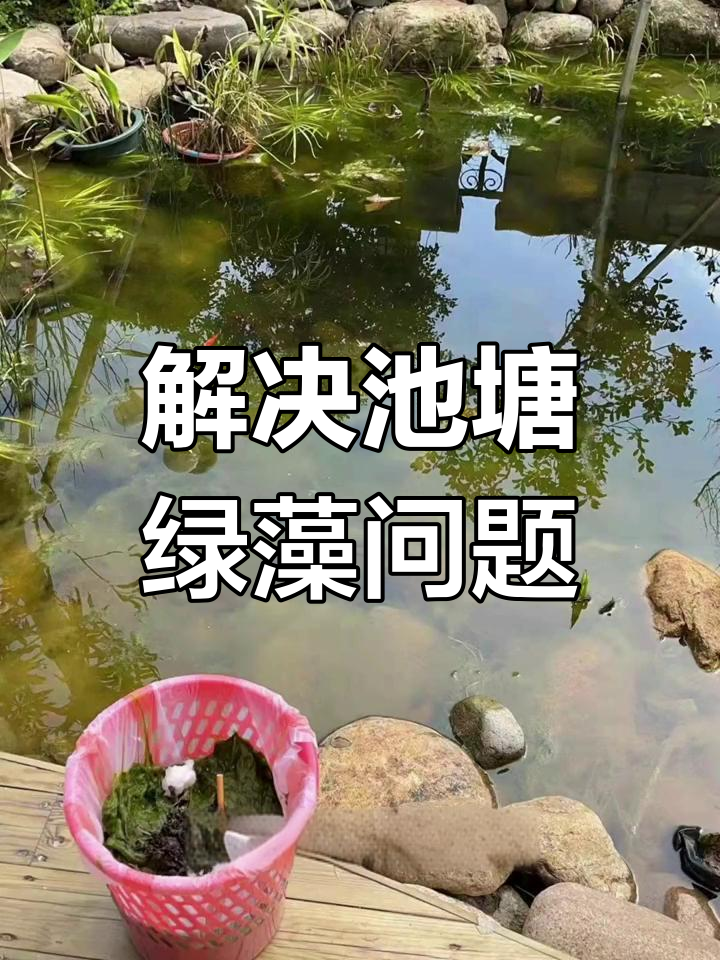 池塘绿藻爆发的原因与解决方案