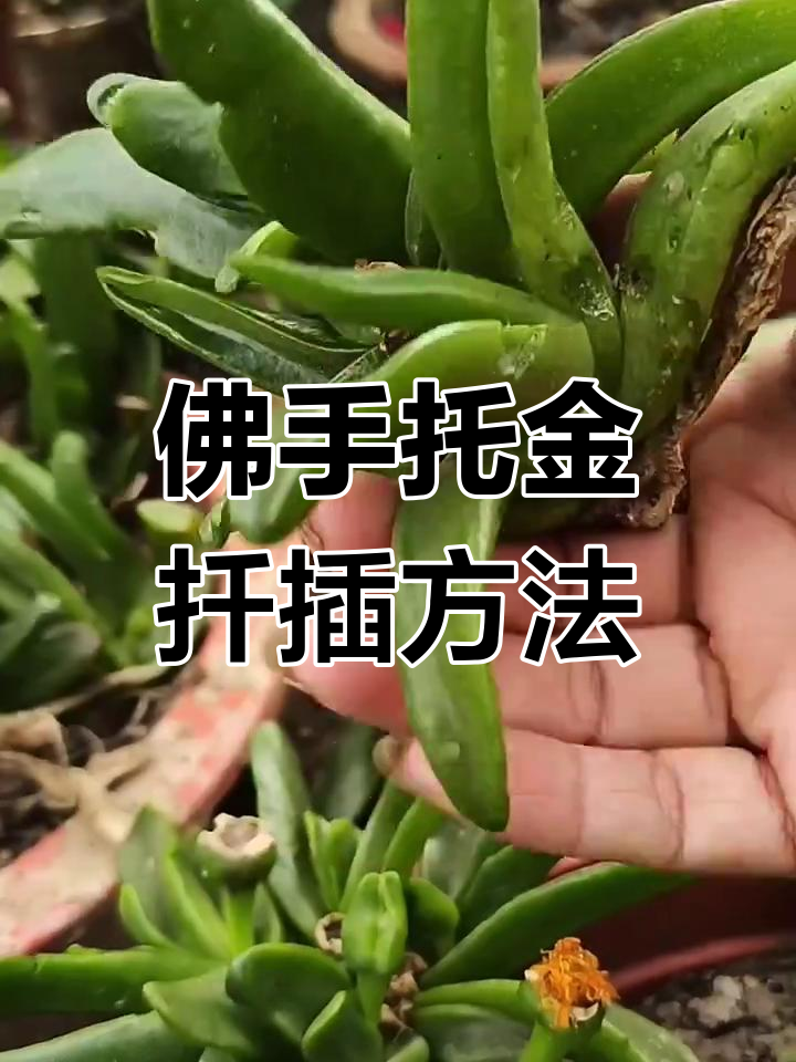 佛手托金扦插技巧,轻松繁殖多肉植物