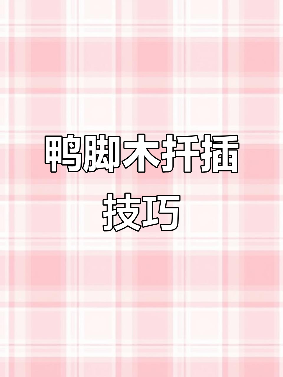 用海绵芯和烟头扦插鸭脚木，轻松打造美丽盆景