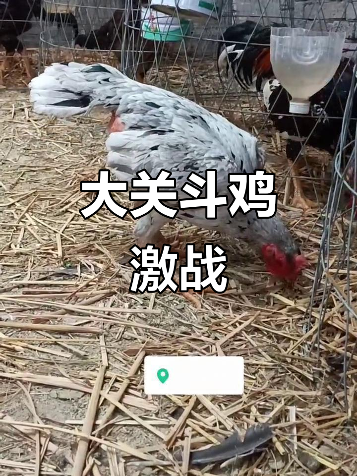 斗鸡大赛激烈开打，鬼母加速状态全开