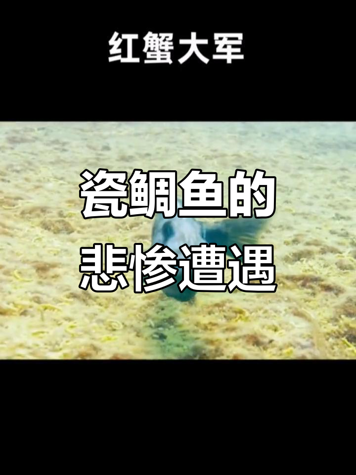 瓷鲷鱼含卵保护,却遭敌人混入自己的孩子