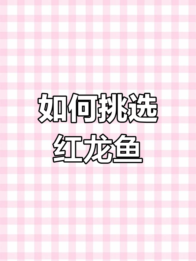 红龙鱼选购误区:如何辨别纯血与回交