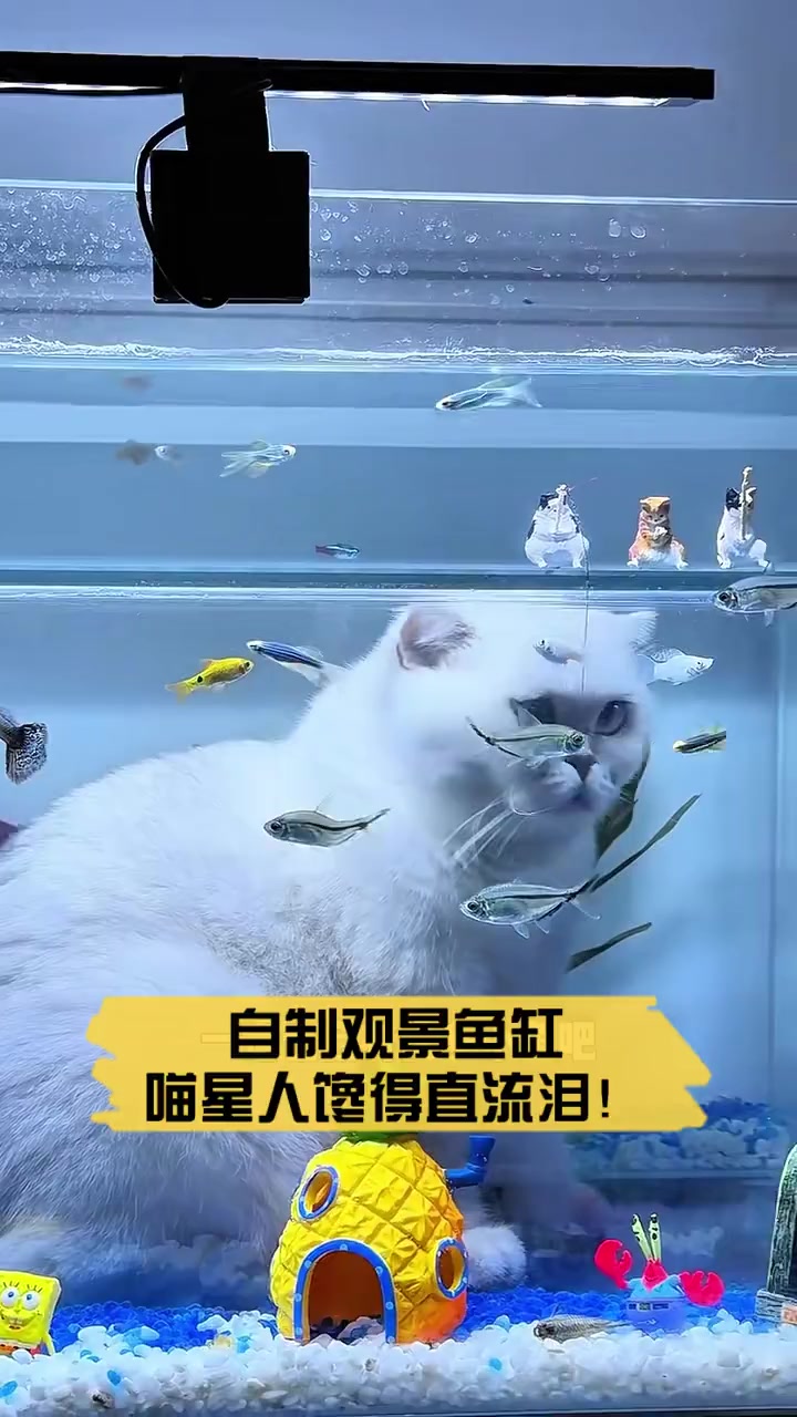自制观景鱼缸,喵星人馋得直流泪!