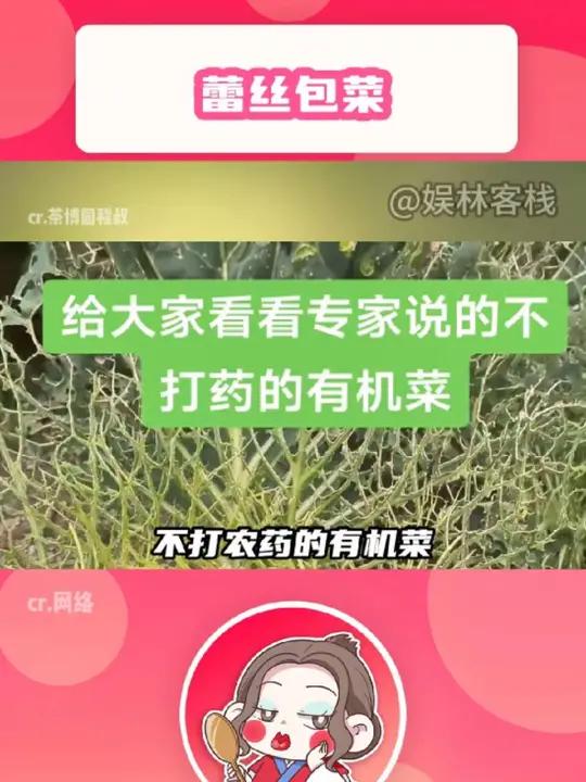 我嘞个0污染0农药纯天然新品种蕾丝包菜啊!