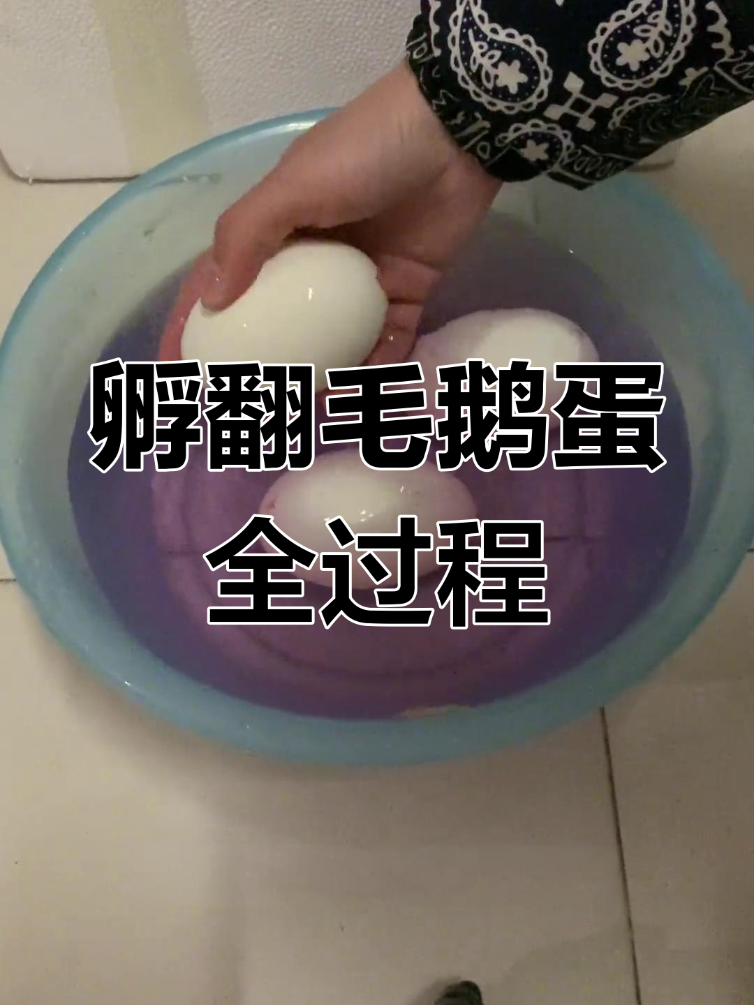 翻毛鹅蛋孵化记:三枚小生命的成长之路