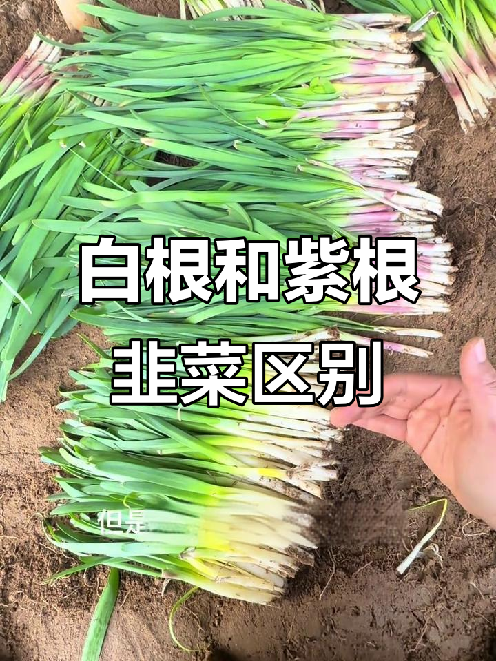紫根韭菜与白根韭菜的区别,哪种更适合包饺子?
