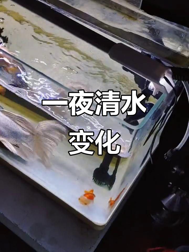鱼缸一夜变清，EMG原液让水质大逆转