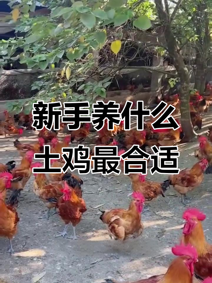 适合新手养的土鸡品种推荐,抗病力强又好卖