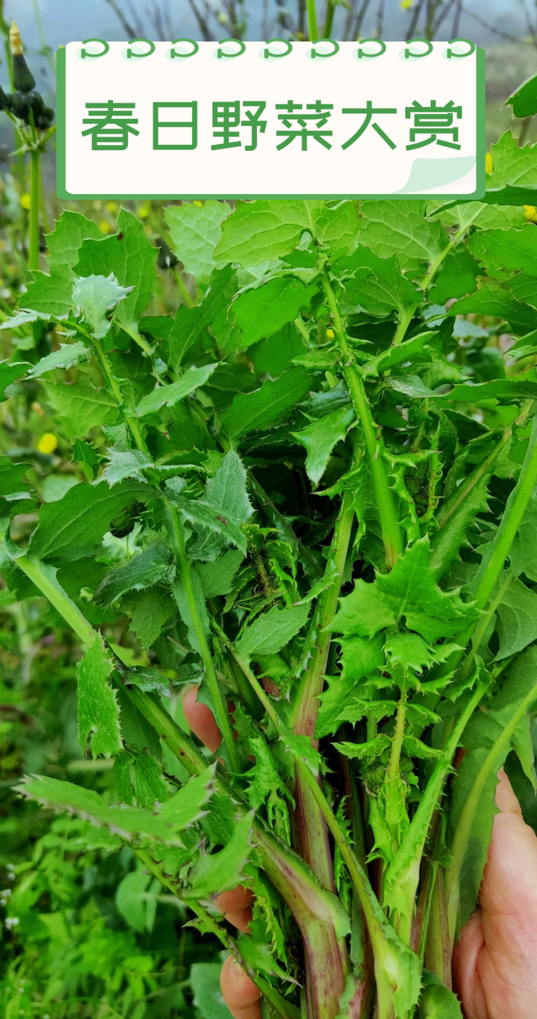 春日野菜大赏