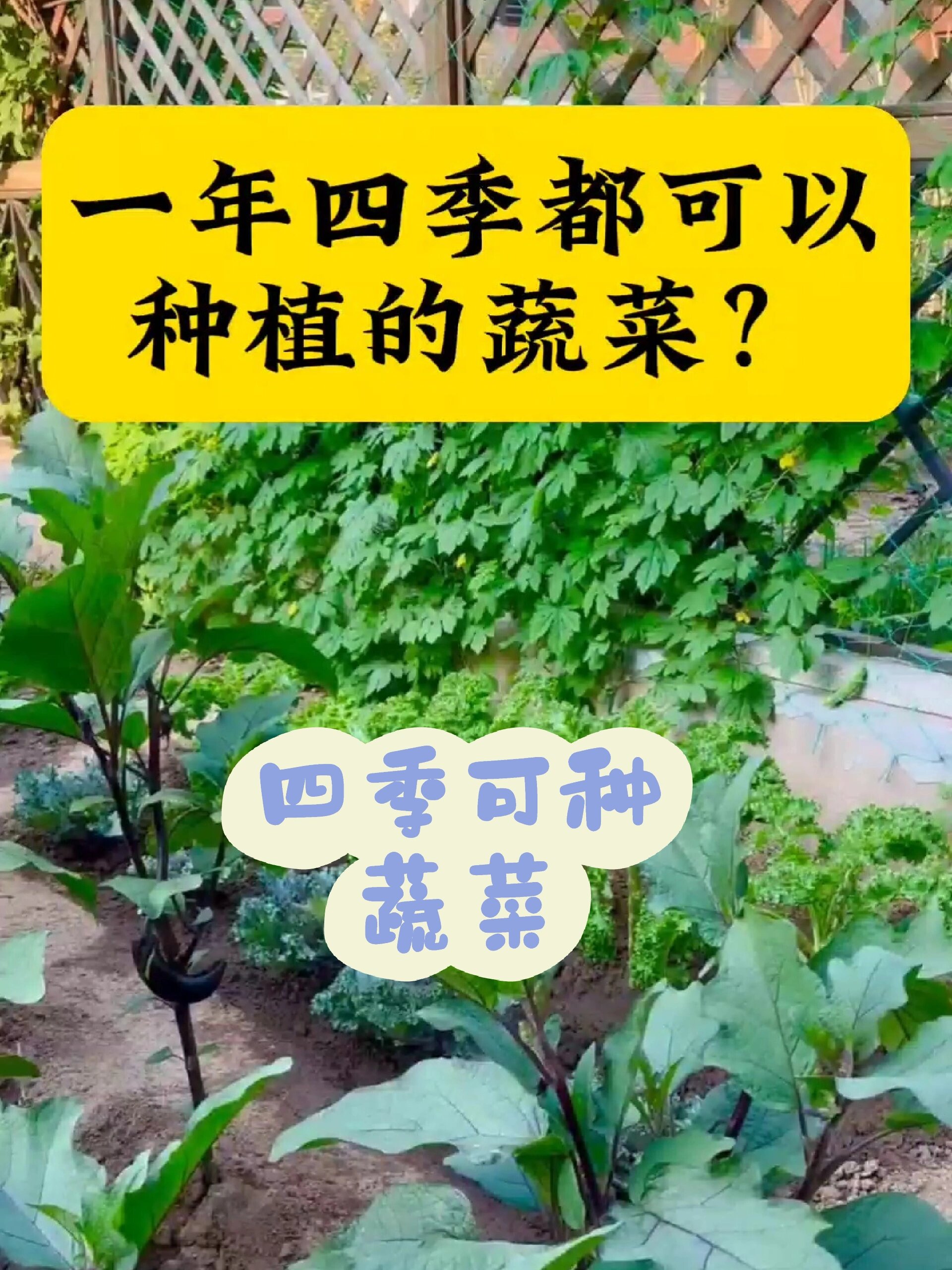 一年四季都可以种植的蔬菜?