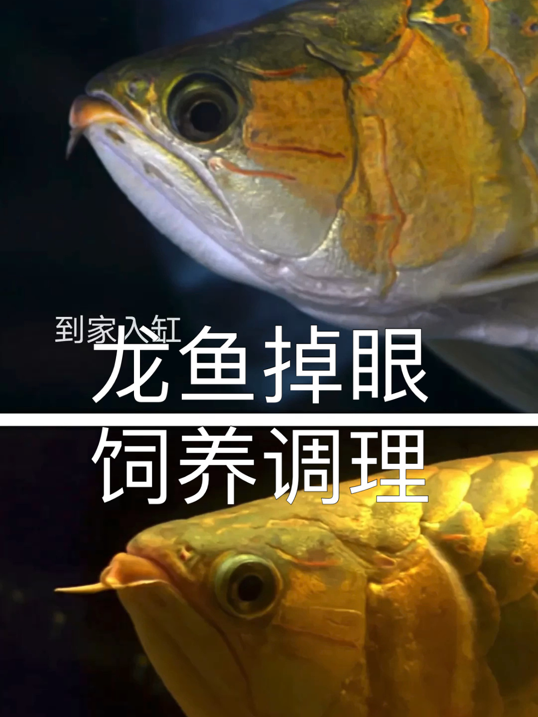龙鱼掉眼饲养调理,实践证明,缸内可以调理!