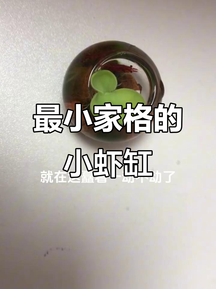 小虾缸挑战:迷你玻璃钢里的可爱小生命