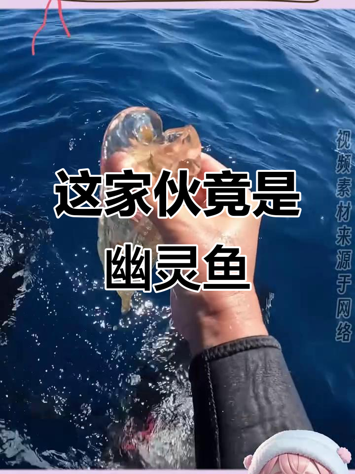 误以为是海洋垃圾,结果竟然是“幽灵鱼”!