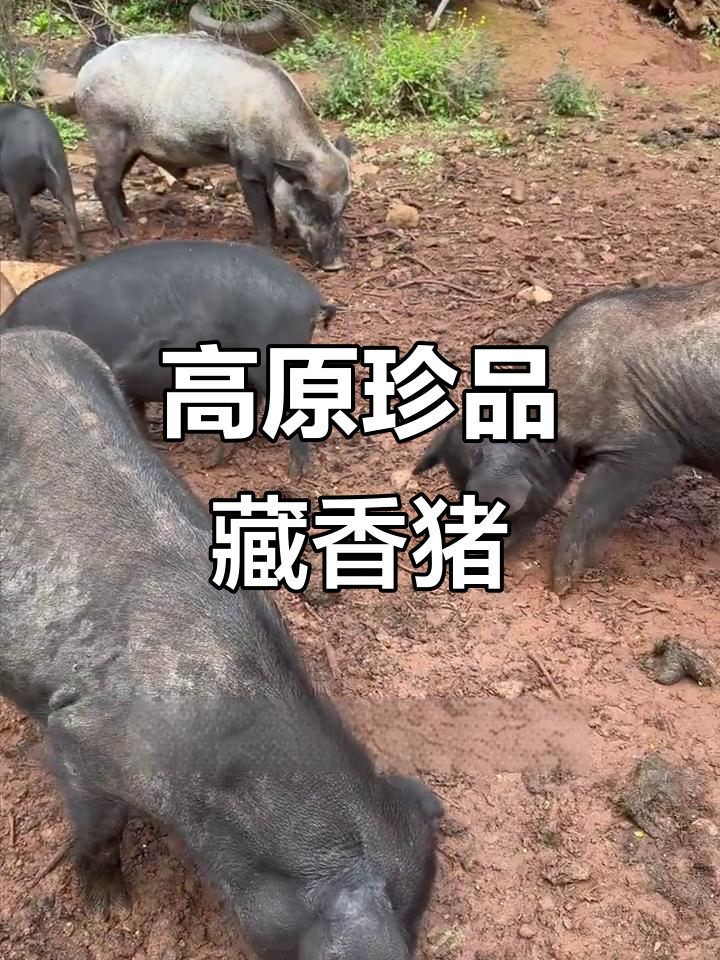 藏香猪:生长在海拔四千多米,肉质鲜美为何如此昂贵?
