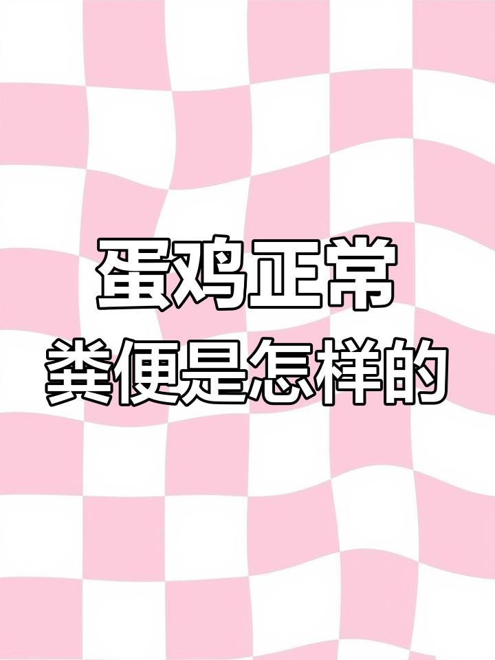 蛋鸡粪便正常是什么样?了解肠道健康的关键