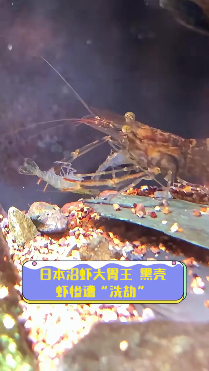 日本沼虾大胃王,黑壳虾惨遭“洗劫”