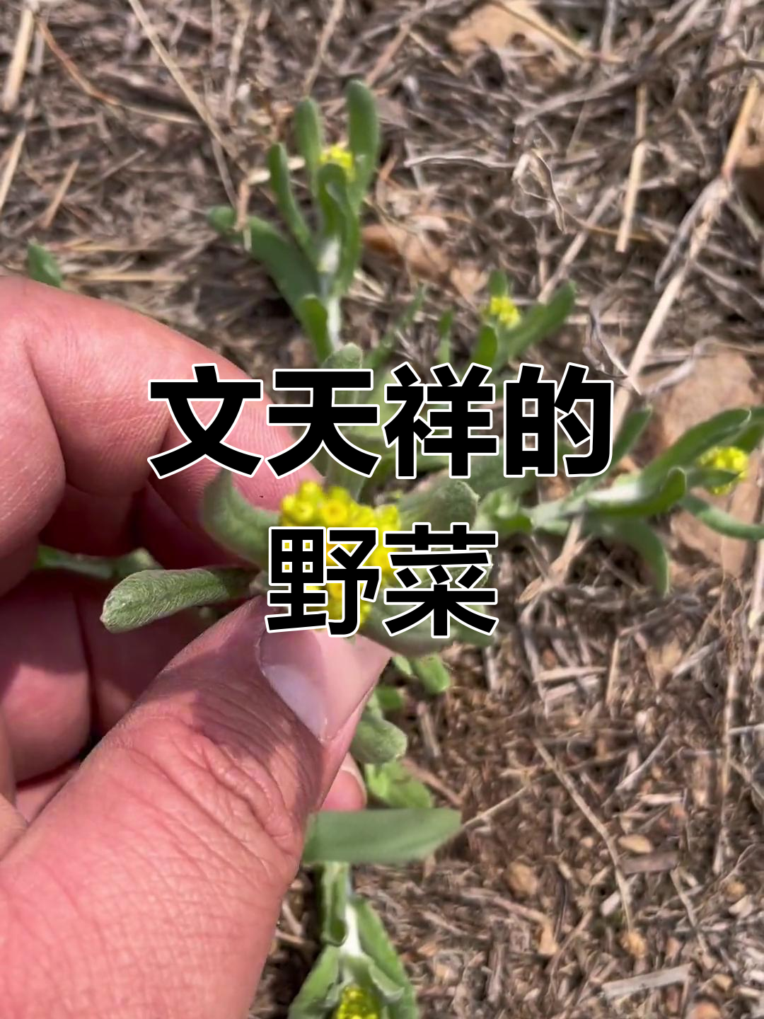 鼠耳菜,文天祥曾尝过的野味,你们那儿怎么称呼它?