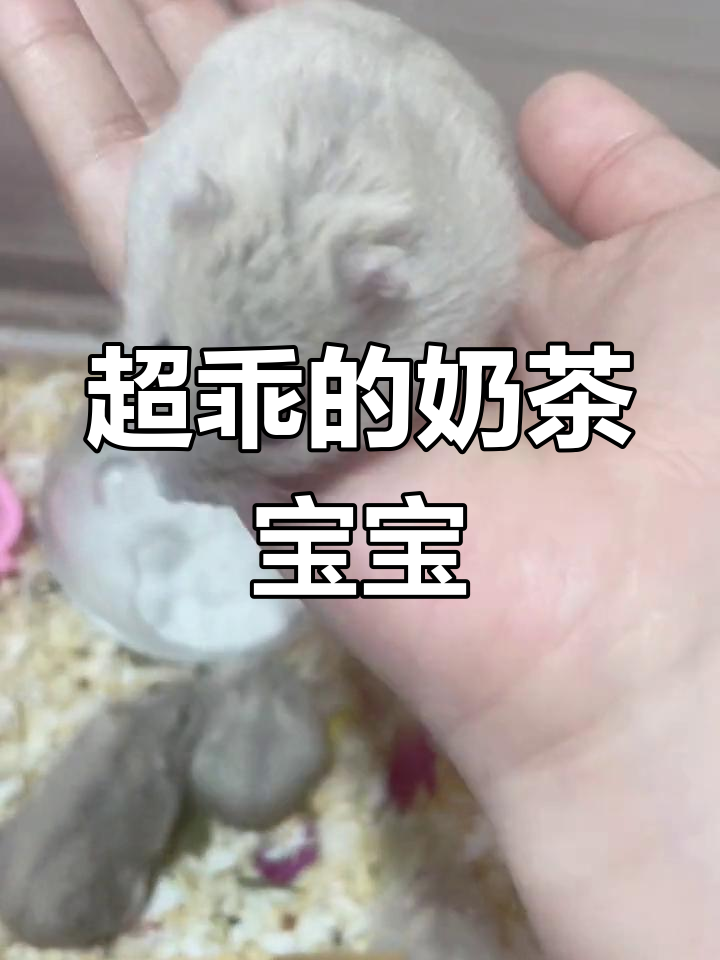 奶茶仓鼠,软萌可爱脾气好
