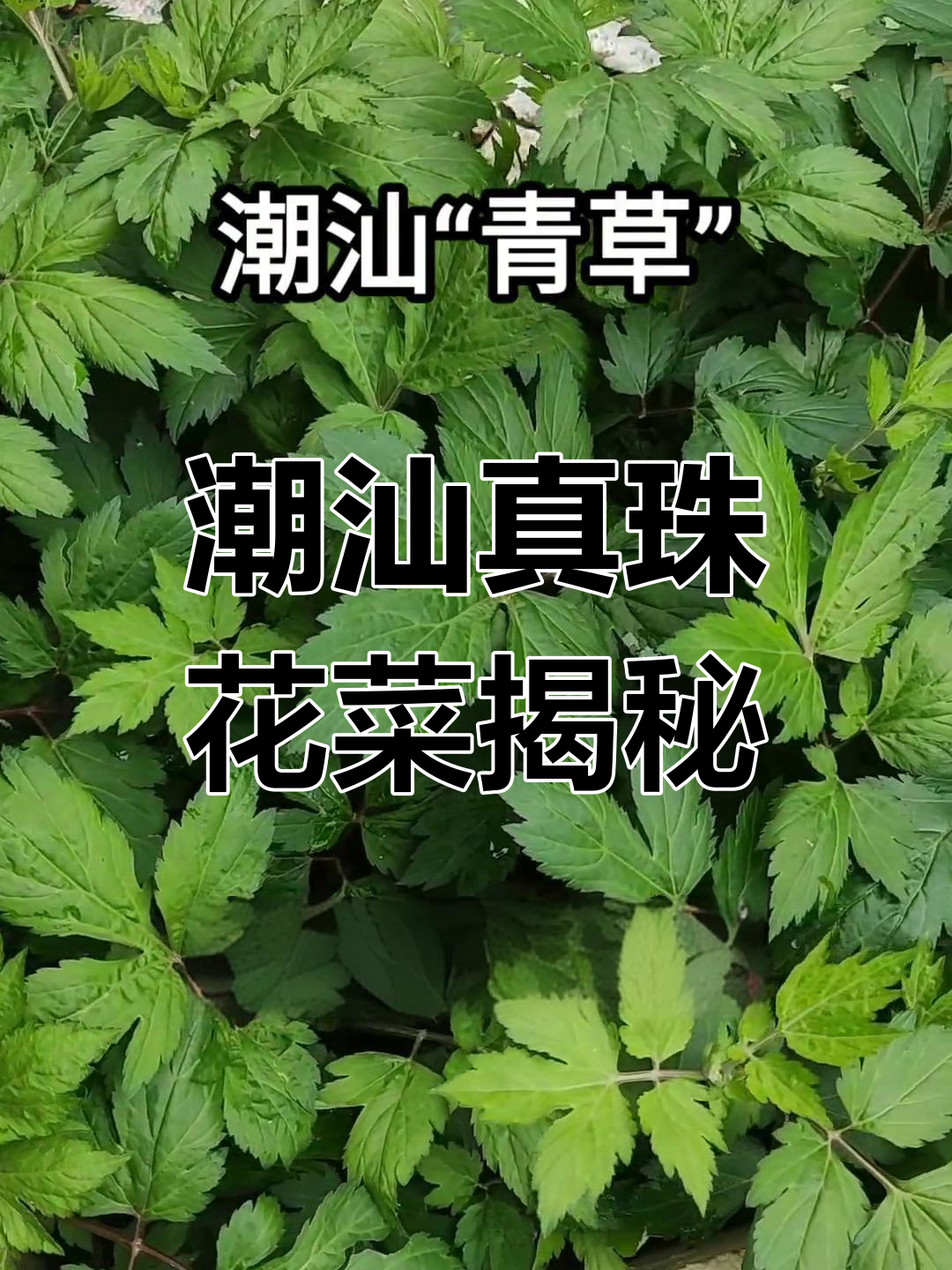 潮汕青草:真珠花菜的独特魅力与药用价值
