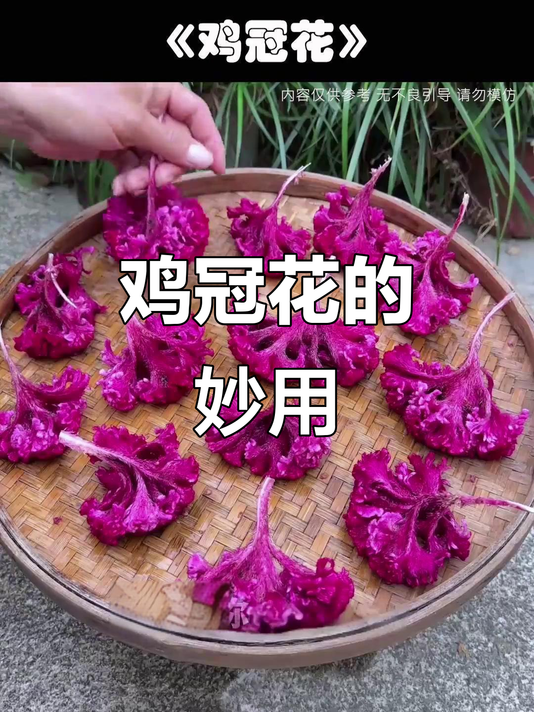 鸡冠花煮鸡蛋,竟有这种神奇作用!