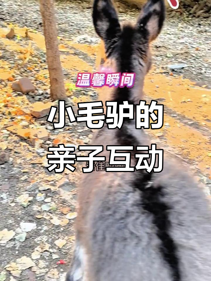 母子驴叫声,爱的回应与成长