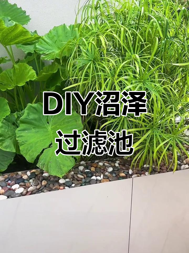 自制沼泽过滤池，低成本养鱼技巧大公开