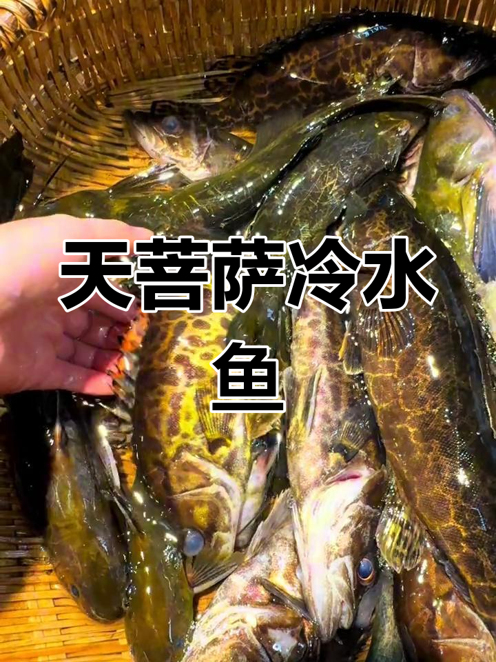 贵州大河里的溪流精灵,天菩萨冷水鱼来袭!