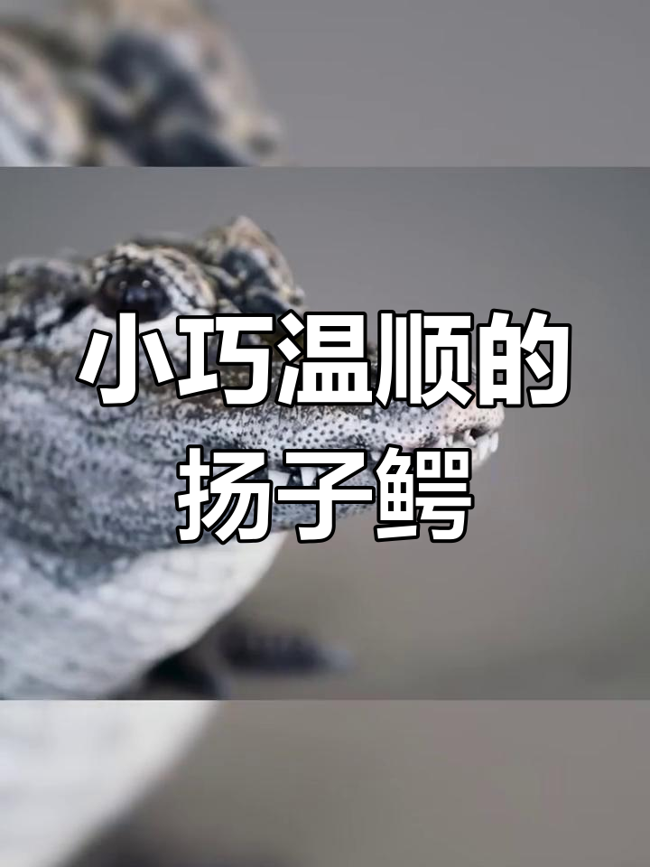 扬子鳄:世界上最小的鳄鱼,性格温顺如猫